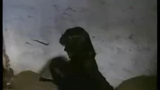 Şampanya-Kas Tilki aldatma konulu porno film izle
